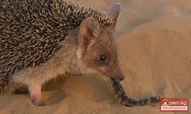 Кулагы узун жортой - кирпи