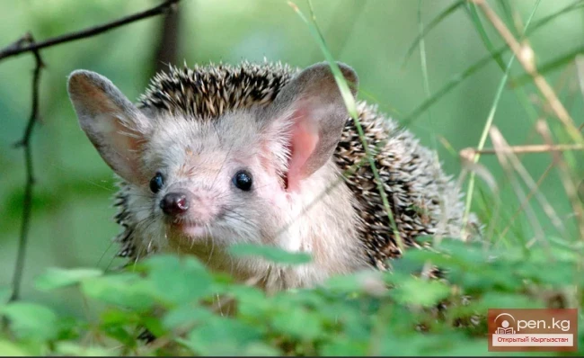 Hedgehog - Erinaceus