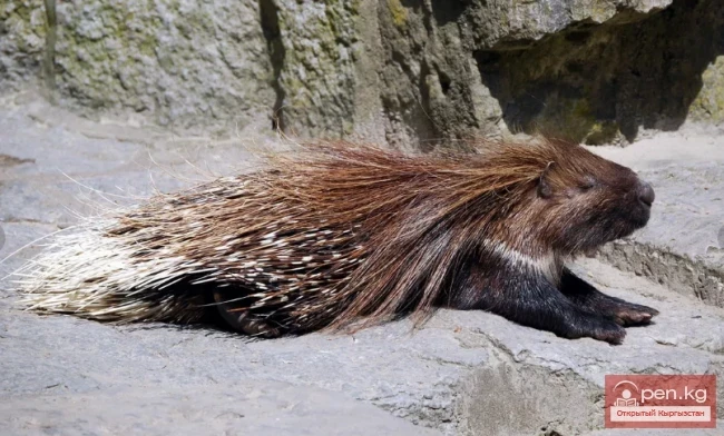 Дикобраз индийский - Чүткөр, кармуштек