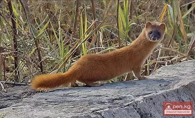 Колонок - Бекет