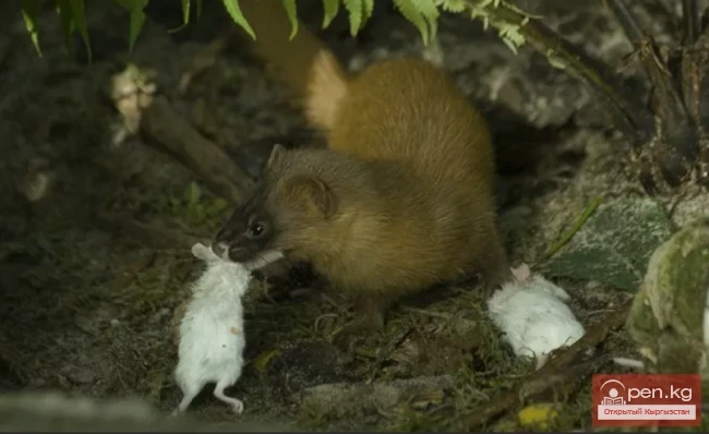 Колонок - Бекет