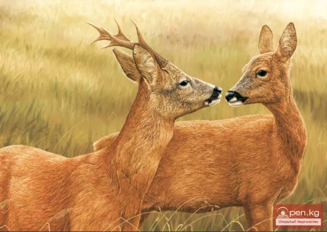 Косуля — елик