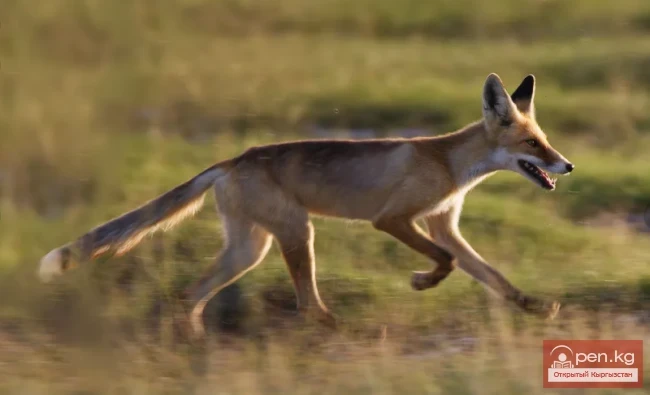 Корсак - чөл түлкүсү