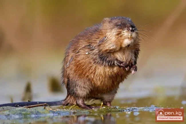 Ondatra - Snake Tail