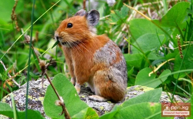 Red pika -- Kyzyl mountain mouse