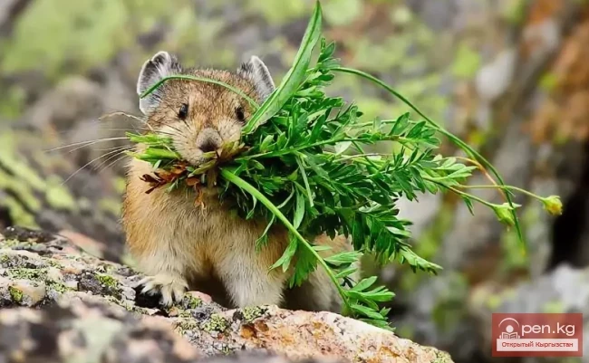 Пищуха красная --Кызыл–коен чычкан