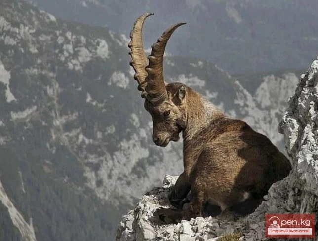 Сибирь тоо козусу