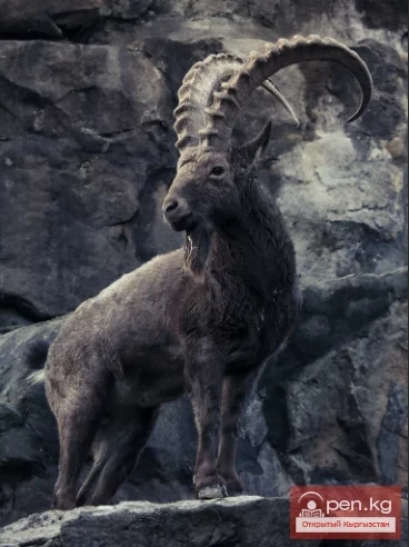 Сибирский горный козел