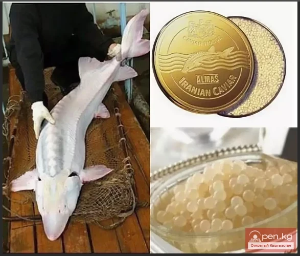 The Most Expensive Foods in the World