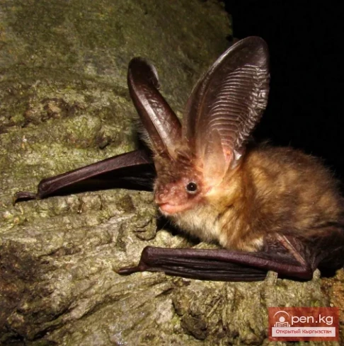 Бурый ушан - күрөң узак Түнкү жарганат