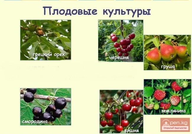 Кыргызстандын маданий тамак-аш жана витаминдерге бай өсүмдүктөрү