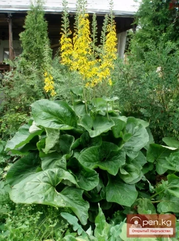 Инулиноносо өсүмдүктөр Кыргызстанда