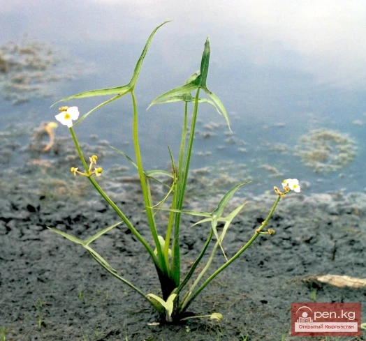 Крахмалоносные растения Кыргызстана 