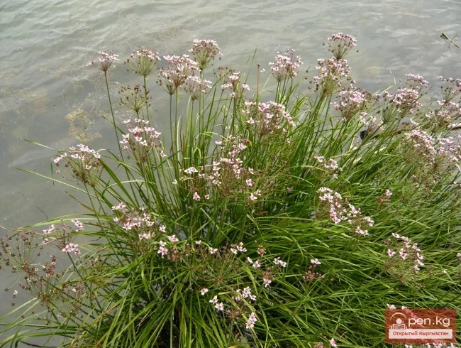 Крахмалоносные растения Кыргызстана 