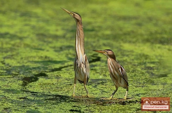 Выпь - кирпи