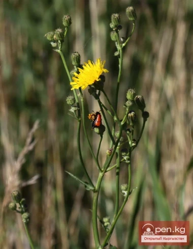 Кыргызстандын бал берчү өсүмдүктөрү