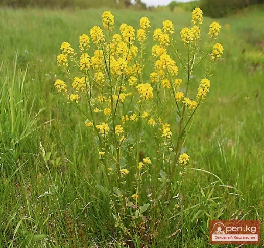 Кыргызстандын бал берчү өсүмдүктөрү