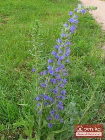 Кыргызстандын бал берчү өсүмдүктөрү