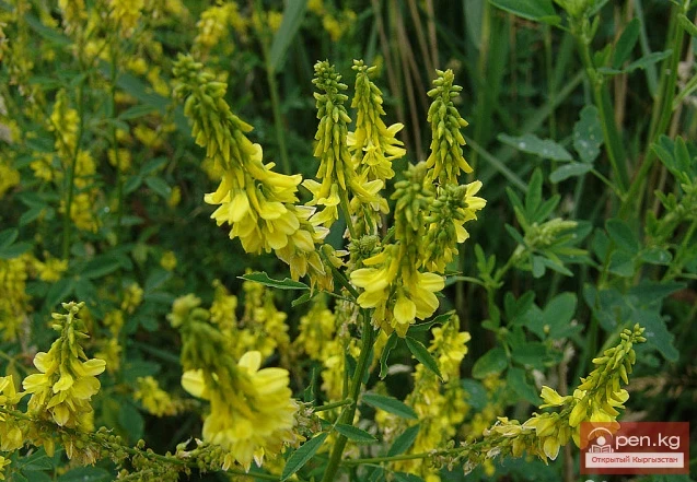 Кыргызстандын бал берчү өсүмдүктөрү