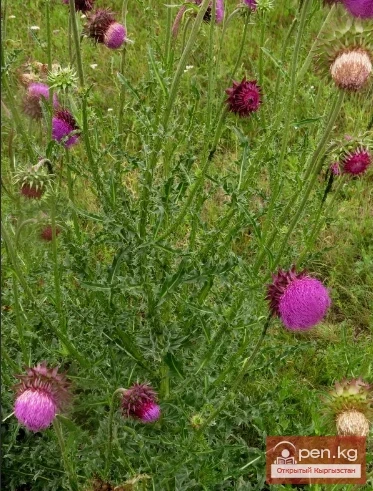 Кыргызстандын бал берчү өсүмдүктөрү