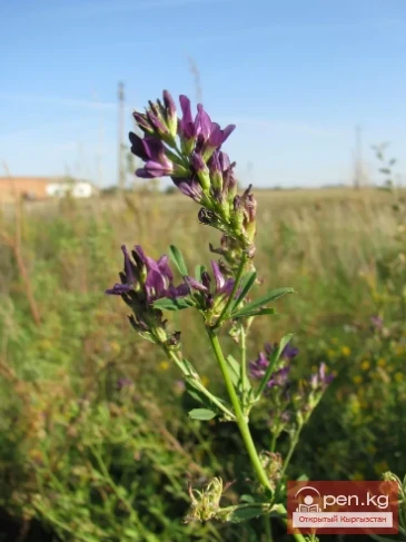 Кыргызстандын бал берчү өсүмдүктөрү