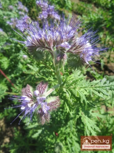 Кыргызстандын бал берчү өсүмдүктөрү