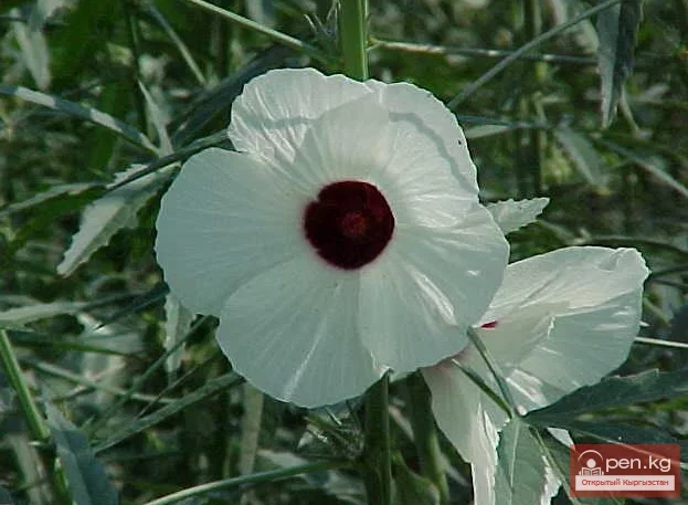 Кыргызстандын бал берчү өсүмдүктөрү
