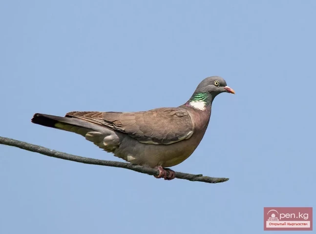 Вяхирь - Алагуу