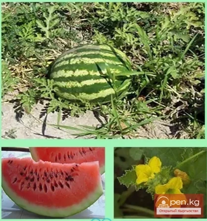 Бахчевые медоносы Кыргызстана