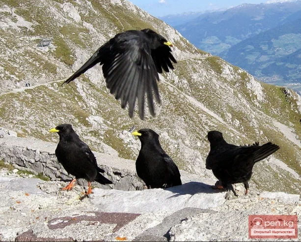 Alpine Chough - Sary Tumshuk Chokö Taan