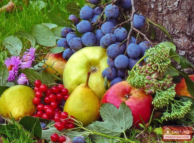 Honey-bearing fruit trees and berry shrubs of Kyrgyzstan
