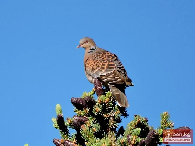 Горлица большая - Чоң бактек
