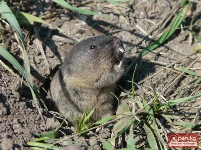 Слепушонка - Сокур момолой