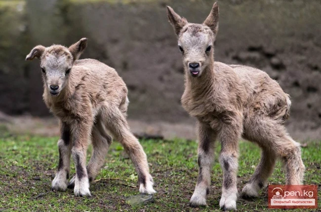 Сибирский горный козел