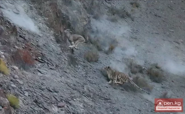 Сибирский горный козел