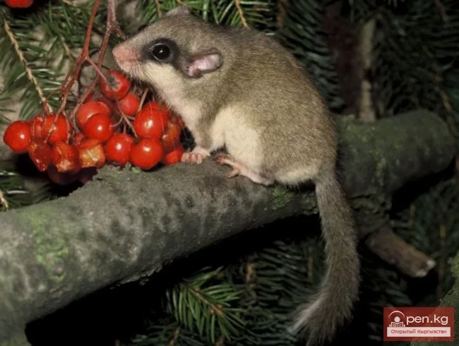 Семиреченская токой кымызы