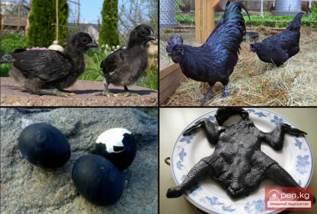 The Most Expensive Foods in the World