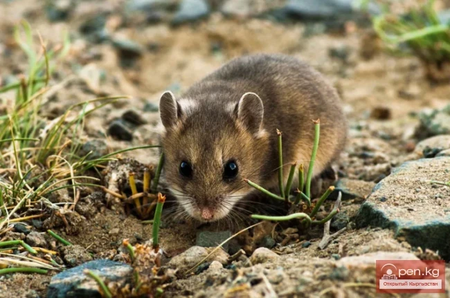 Gray Hamster - Keskek, Tok Chychkan, Sur Alaman