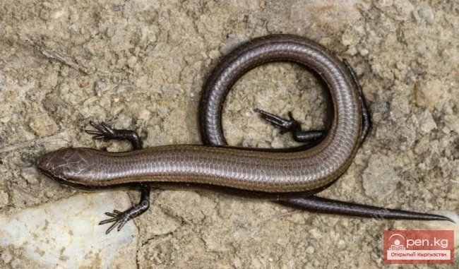 Asimblepharus alaiensis - Alai Asimblepharus