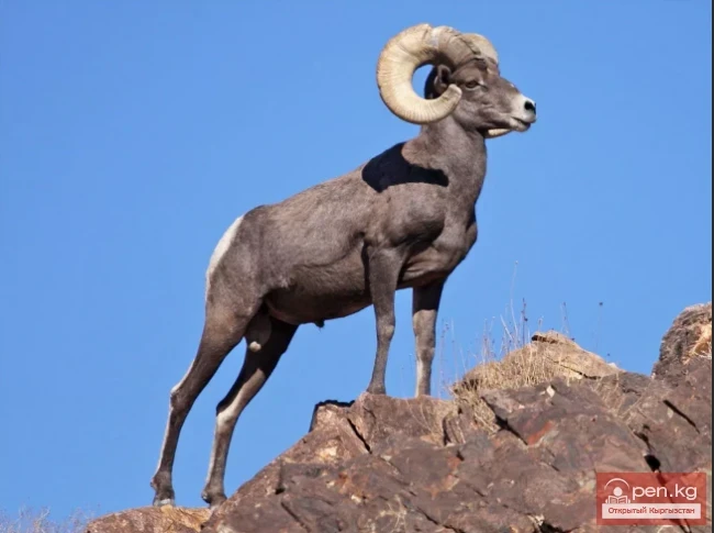 Marco Polo — Argali