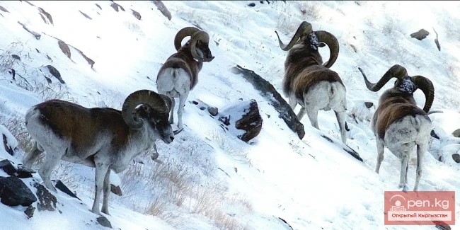 Архар —  кулжа