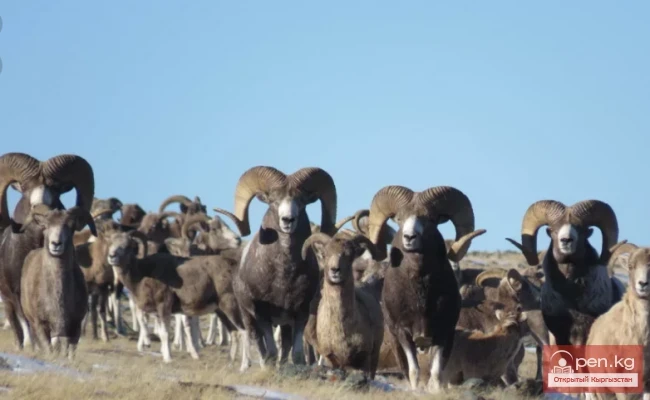 Архар —  кулжа