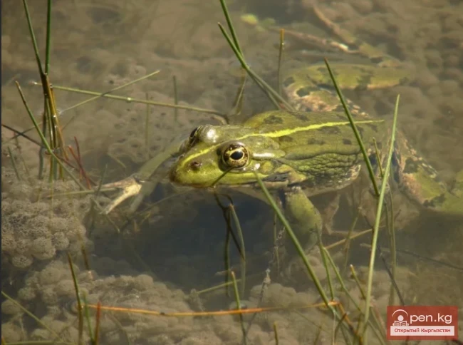 Лягушка озерная - Суу бака