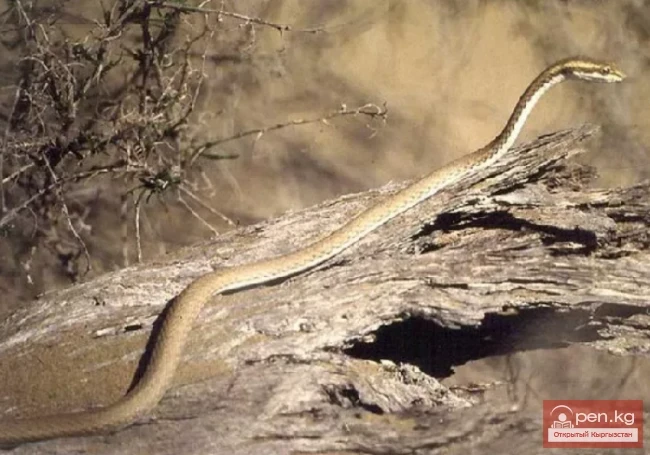 Arrow-Snake - Zhebe-Yilan