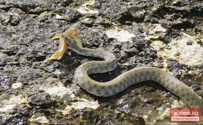 Уж суу - көп суу