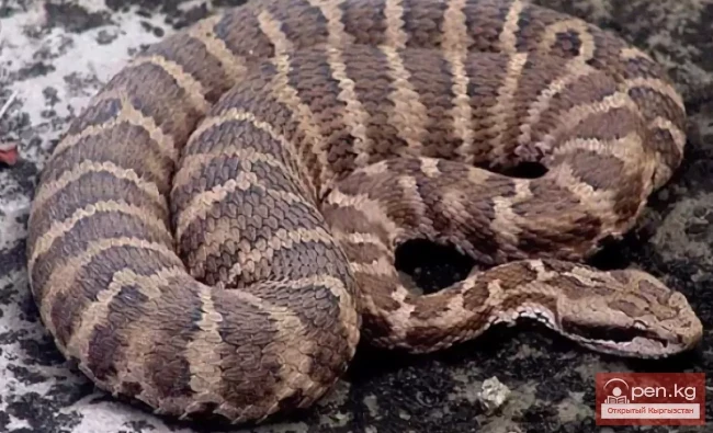 Щитомордник Палласа - Кадимки калкантумшук