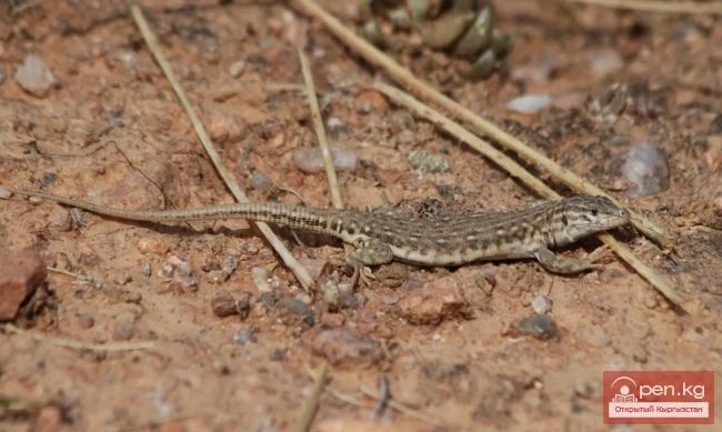 Киргиз жоон жоон - Николскийдин кескелдириги