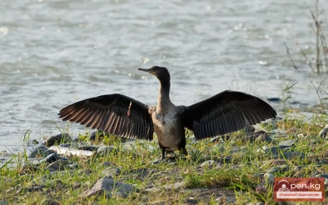 Баклан большой - Кара каз