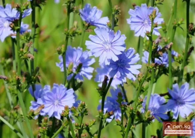 Инулиноносные растения Кыргызстана