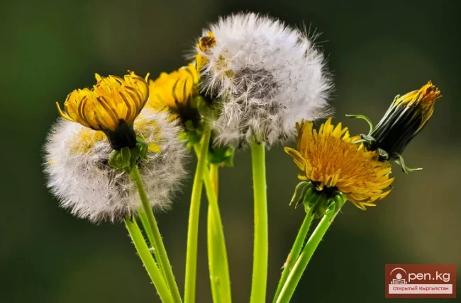 Инулиноносо өсүмдүктөр Кыргызстанда